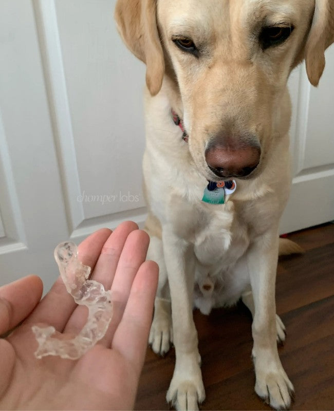Cute dog Alpine with a chewed up Chomper Labs night guard.