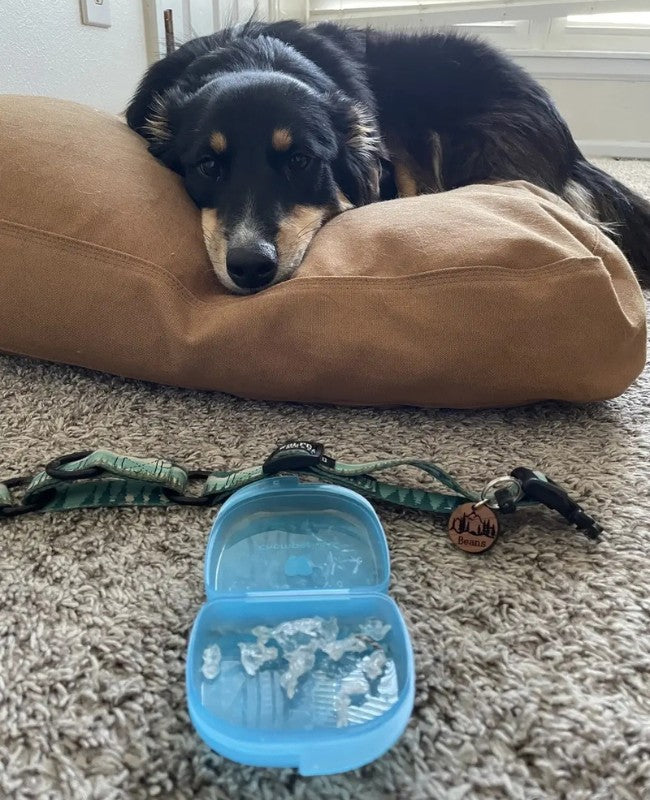 Cute dog Beans with a chewed up Chomper Labs night guard.
