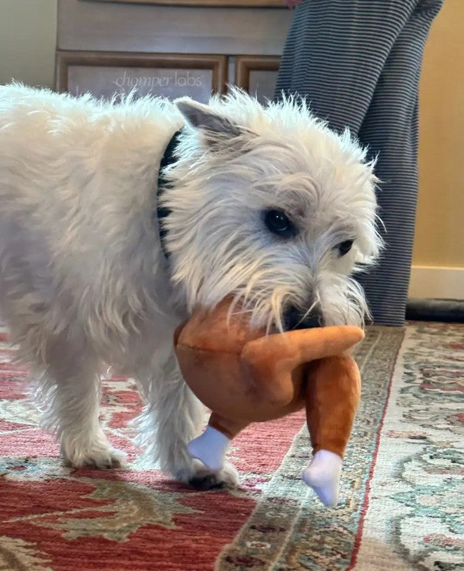 Cute dog Charlie with a chewed up Chomper Labs night guard.