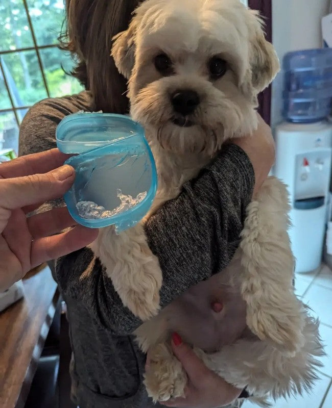 Cute dog Chewy with a chewed up Chomper Labs night guard.