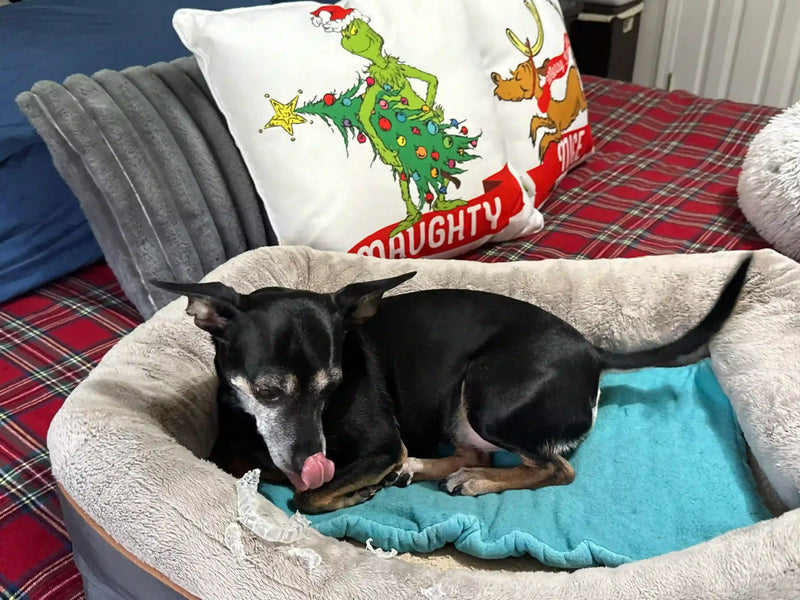 Cute dog Sheba with a chewed up Chomper Labs night guard.