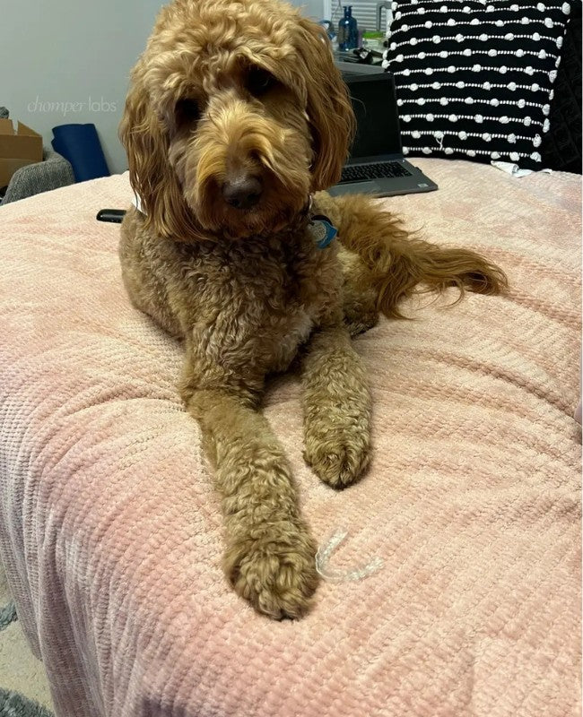 Cute dog Finley with a chewed up Chomper Labs night guard.