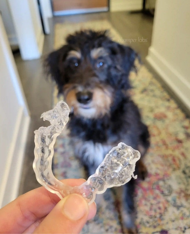 Cute dog Fred with a chewed up Chomper Labs night guard.