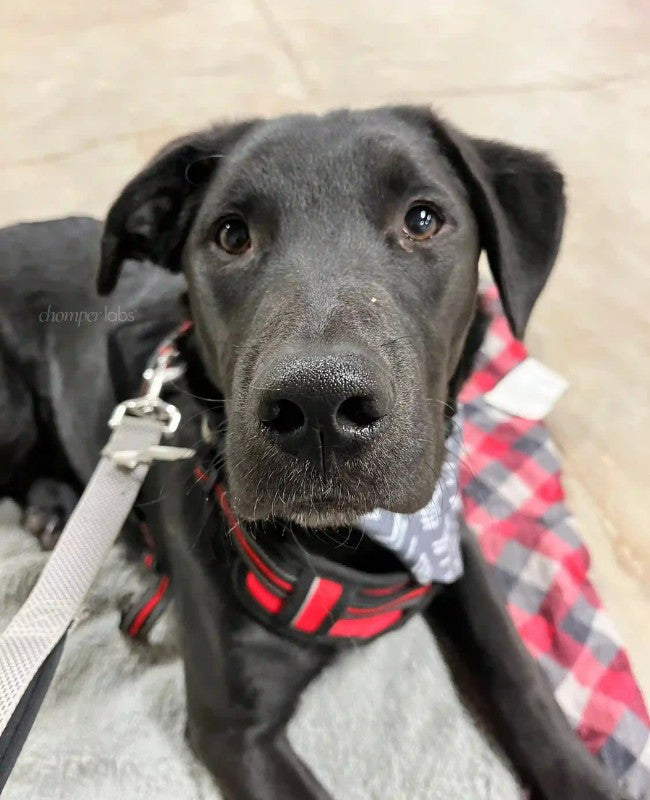 Cute dog Gambit with a chewed up Chomper Labs night guard.