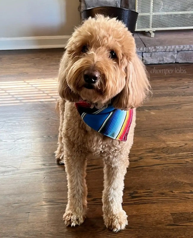 Cute dog Houston with a chewed up Chomper Labs night guard.