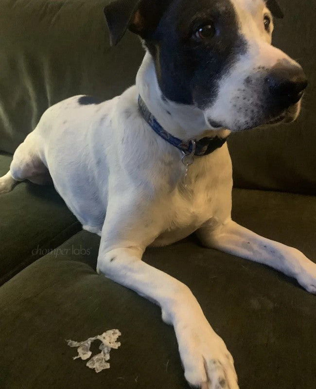 Cute dog Indy with a chewed up Chomper Labs night guard.