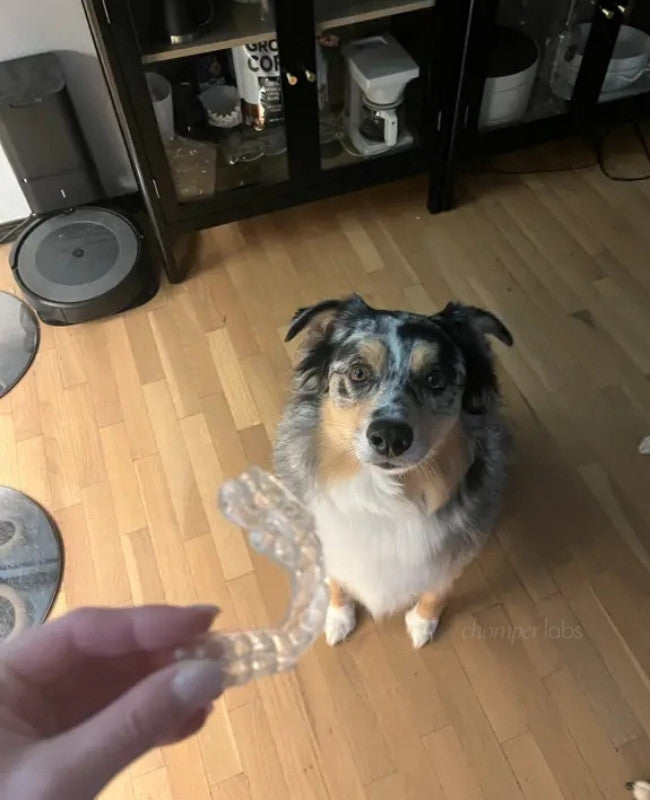 Cute dog Murray with a chewed up Chomper Labs night guard.