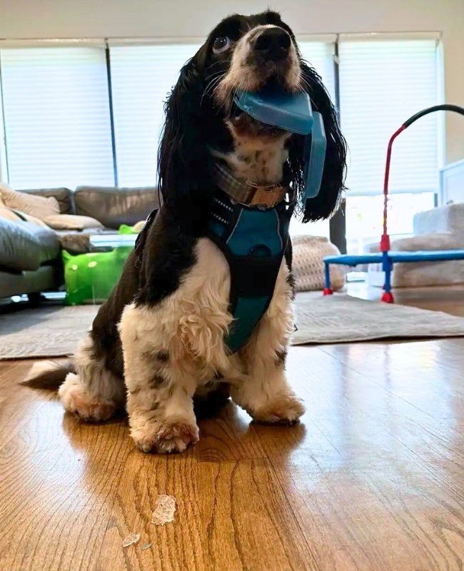 Cute dog with a chewed up Chomper Labs night guard.