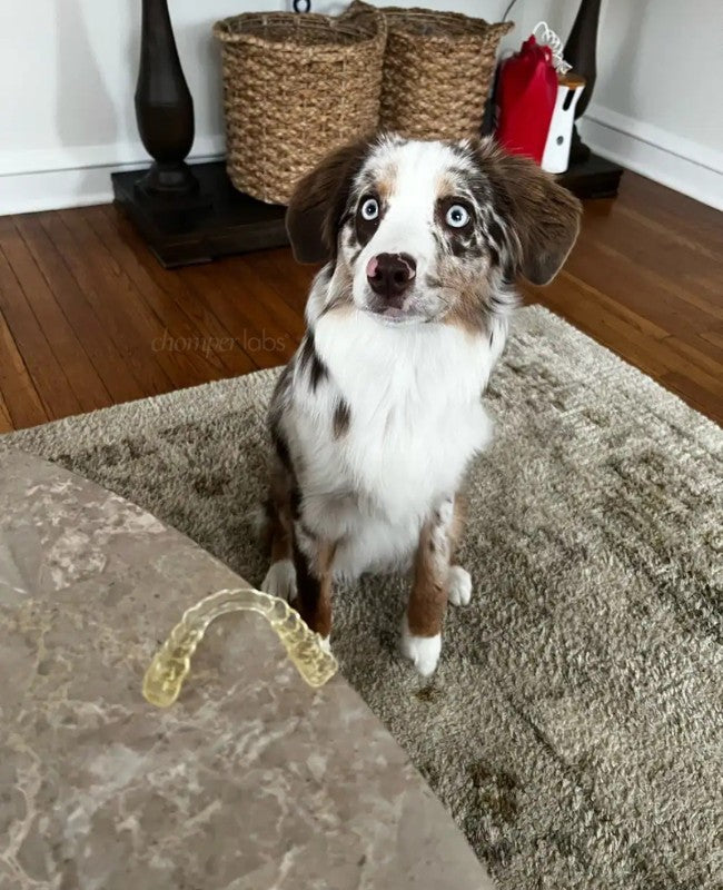 Cute dog with a chewed up Chomper Labs night guard.