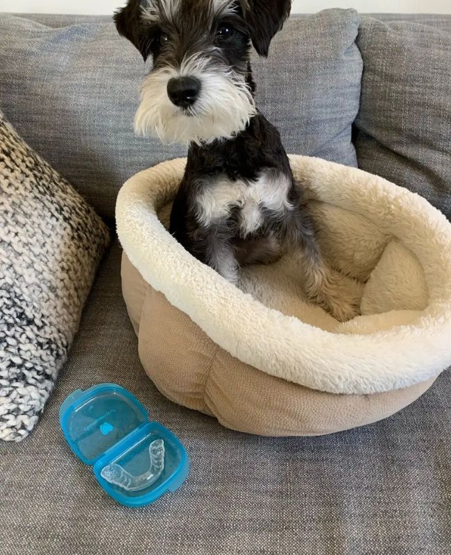 Cute dog with a chewed up Chomper Labs night guard.