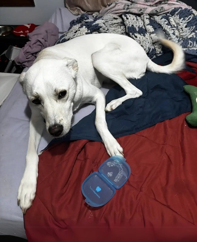 Cute dog Novah with a chewed up Chomper Labs night guard.