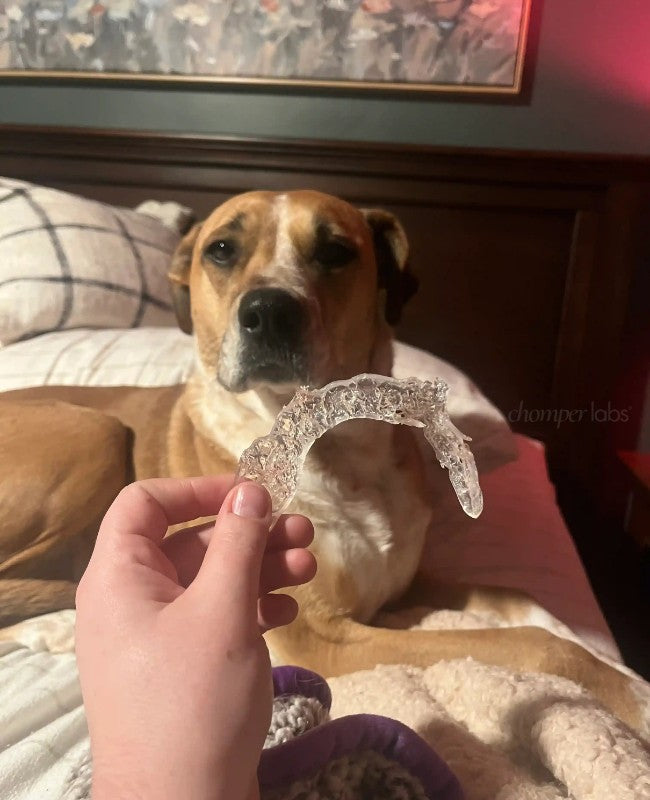 Cute dog Penny with a chewed up Chomper Labs night guard.