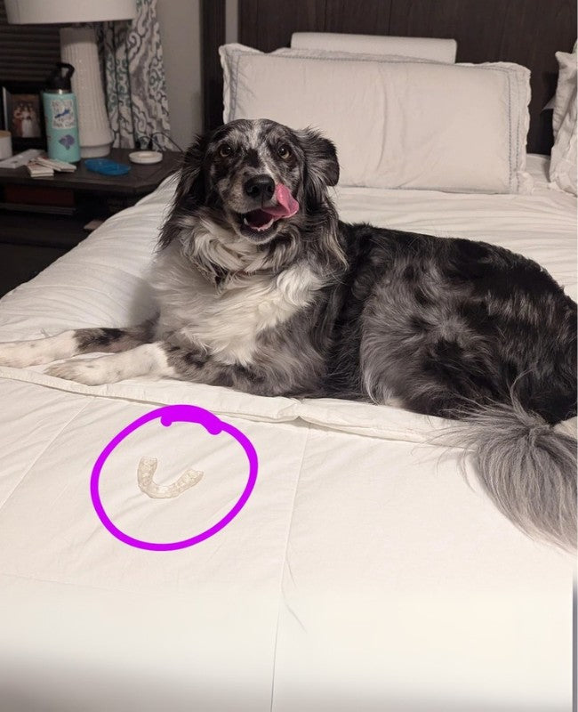 Cute dog Phoebe with a chewed up Chomper Labs night guard.