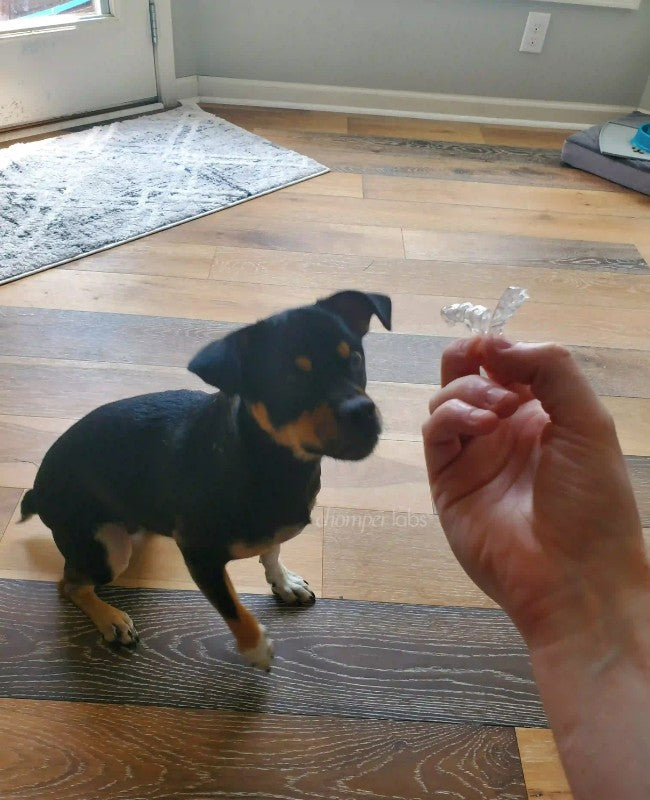 Cute dog Poncho with a chewed up Chomper Labs night guard.