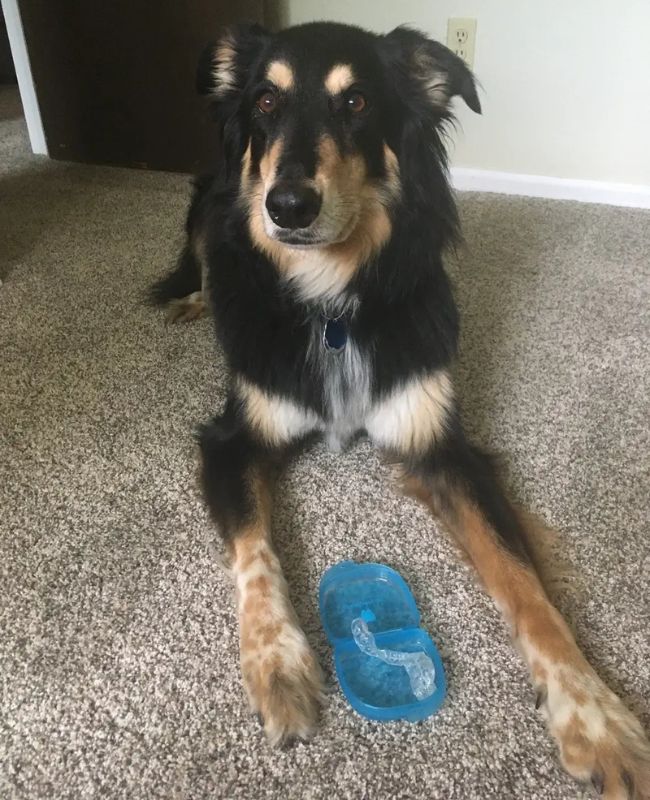 Cute dog Roo with a chewed up Chomper Labs night guard.