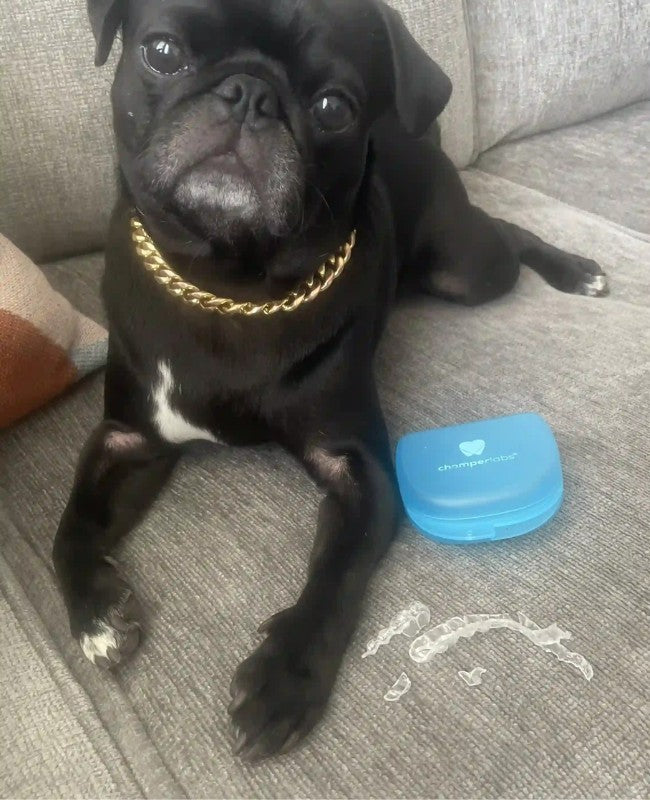 Cute dog Todd with a chewed up Chomper Labs night guard.