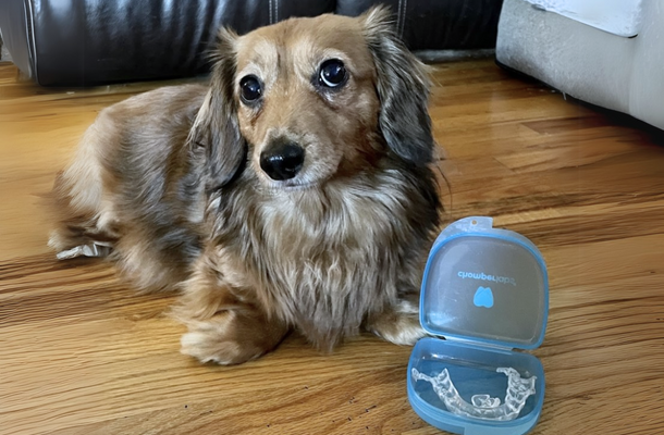 Dog with chewed Chomper Labs night guard.